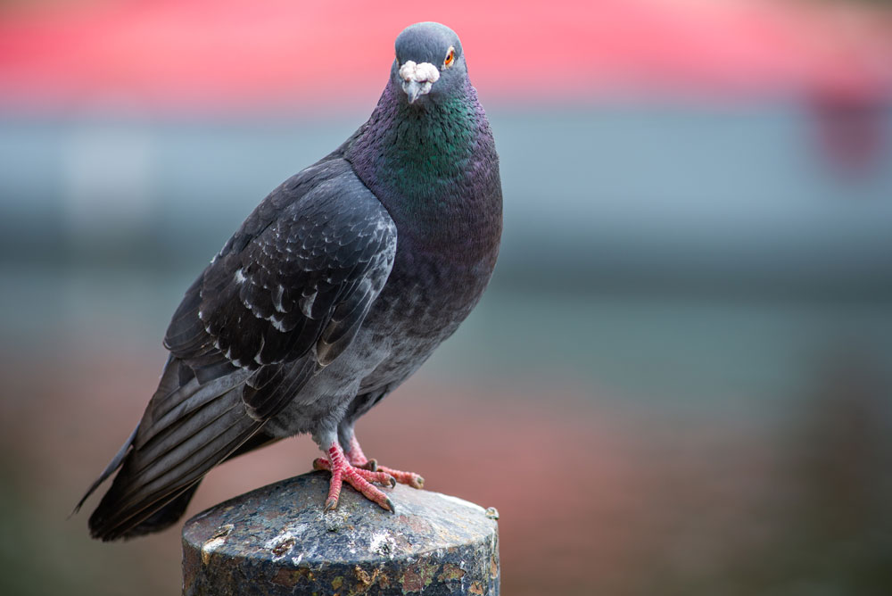 pigeons et volatiles