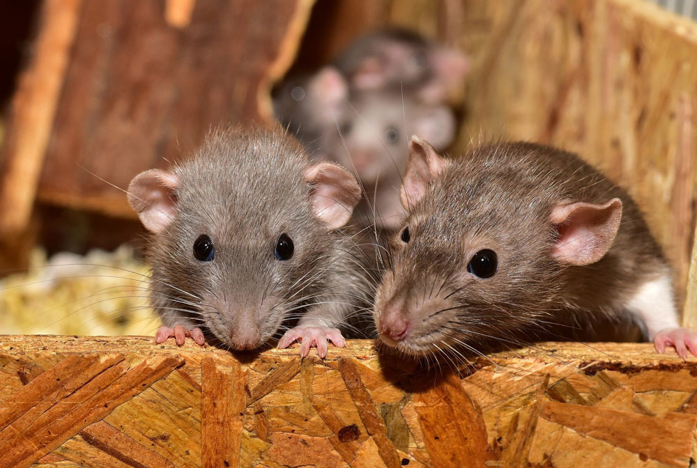 rats souris rongeurs